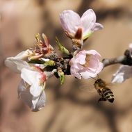 bee in flight at Blooming tree Branch