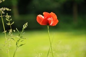 lonely red poppy on the lawn