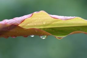 macro picture of water drops on a beautiful plant