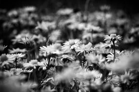 black and white image of a field of daisies