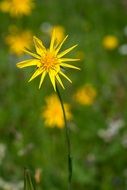 delightful beauty Dubius