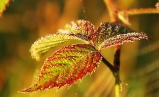 leaves on a rose bush