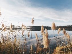 dry reed near the lake