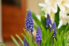 blue hyacinth close-up