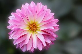 pink perfect Dahlia close-up on blurred background