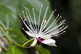 Capparis Micracantha