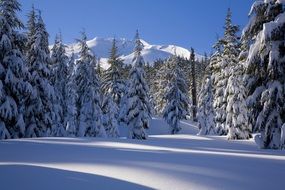 fabulous Snow Forest