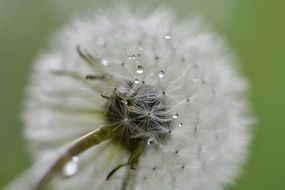 Raindrops on a dandelion