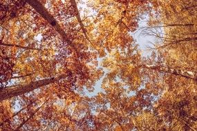 yellow leaves on trees in autumn forest, bottom view