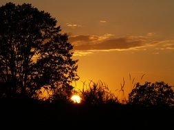 peaceful summer Sunset behind Trees