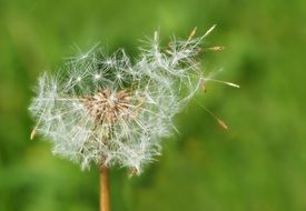 Dandelion Outliers Kuhblume