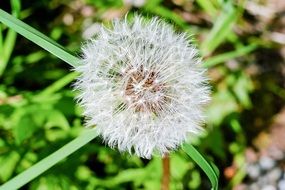 dandelion with seeds on a green meadow