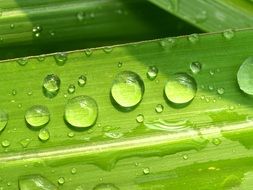 bright Water Drops on Leaf Grass Green
