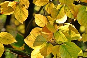 unusually beautiful Autumn Beech