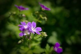 Purple Geranium Flowers, green background