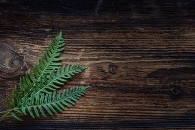 green branches of fern on a wooden surface