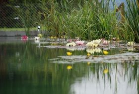 blooming water lilies on fenced Pond
