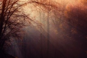 autumn forest in the rays of the setting sun