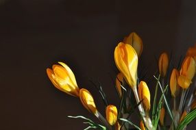 yellow crocuses in buds on a black background