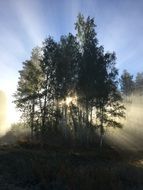 sun rays behind the trees in the fog