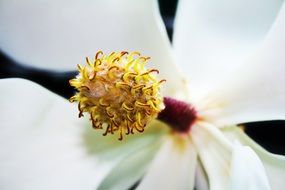 charming Grandiflora Magnolia