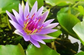 Colorful lotus flower close-up on blurred background