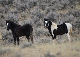 Horses Mustangs