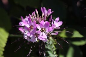 Pink garden flowers in summertime close-up