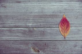 Colorful leaf on a wood