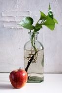 Composition with the apple
