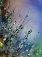 Macro Dewdrops