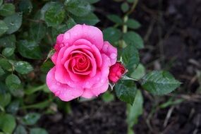 Dewdrops on a Pink rose in a garden