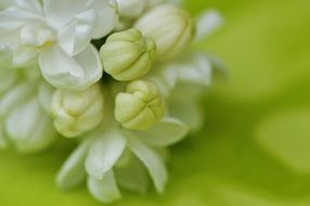 open and closed buds of white lilac close-up on blurred background