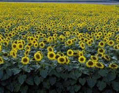 Agricultural field of sunflowers