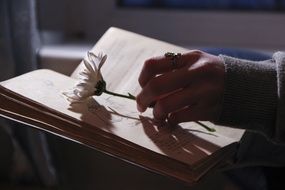 A man lays a white daisy on a book