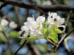 delicate white pear flowers close-up on blurred background