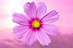 Flower violet