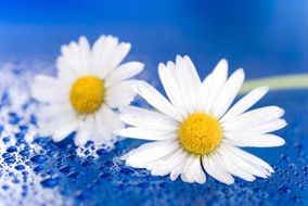 Picture of two white daisies close-up on blurred background