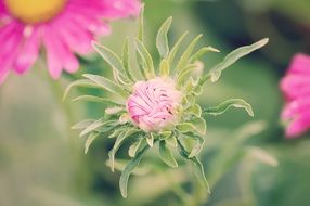 Closed bud of pink flower