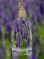 bright lavender in a bottle
