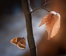 Brown butterfly and leaves on branch