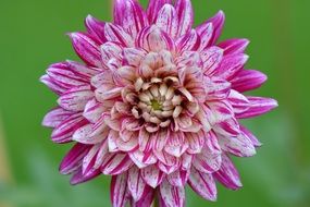 lush purple dahlia close up