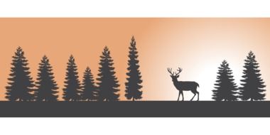 Forest Sunset Deer Nature