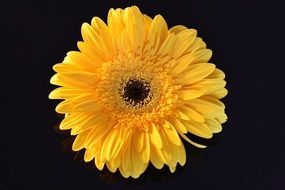 yellow gerbera on black background