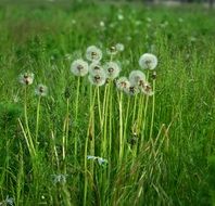 Dandelions on a meadow