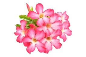 Drawing of the beautiful pink and white impala lilies at white background
