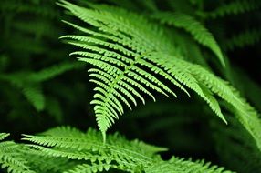 Fern in the garden