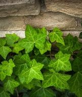 Ivy Vine leaves