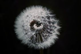 dandelion flower plant black aback view