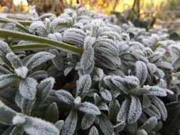 frozen leaves Cold Winter closeup